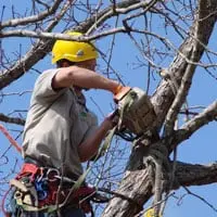 Tree Surgery Reading