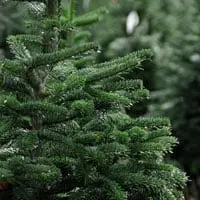 Christmas Tree Delivery Reading