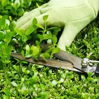 Garden Maintenance Reading